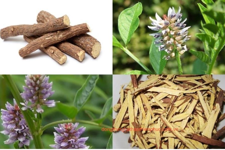 Tác dụng của cao cam thảo trong điều trị ho và viêm họng