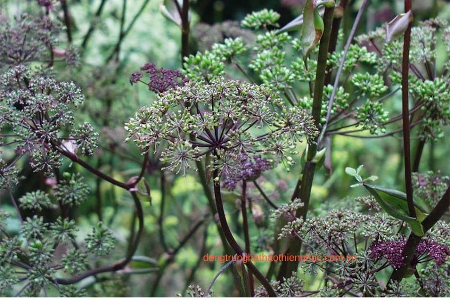 Bài thuốc Đông y có chứa cao tiền hồ chữa ho