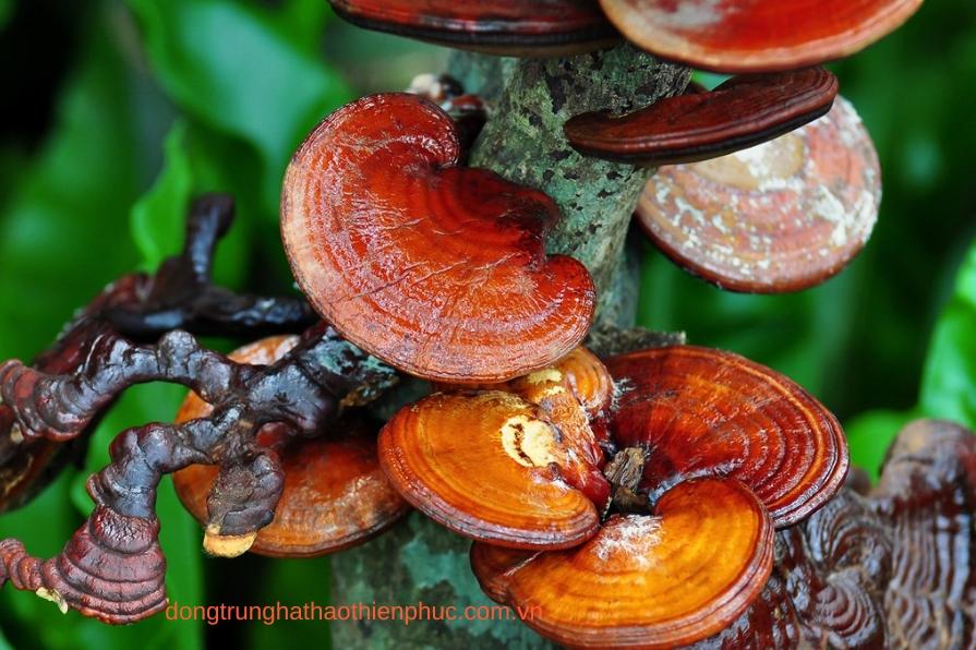 Hình ảnh nấm linh chi đỏ tự nhiên