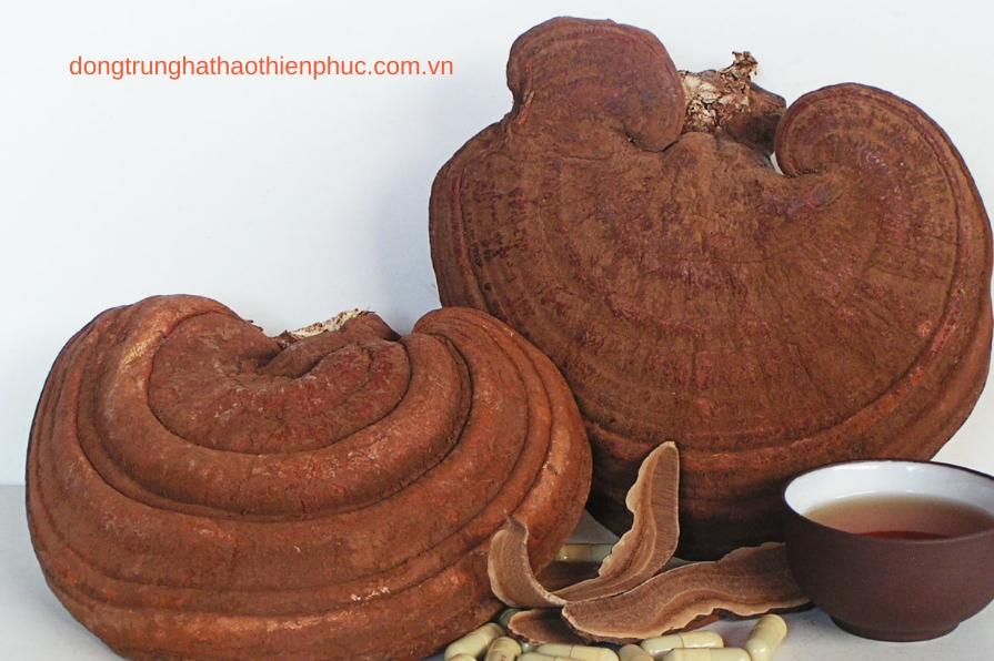nấm linh chi và sản phẩm viên nang đông trùng hạ thảo Banikha.