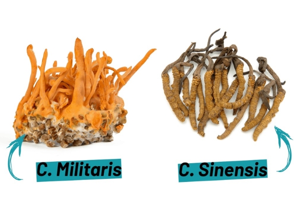 Đông trùng hạ thảo có hai loại phổ biến là tự nhiên và nuôi cấy