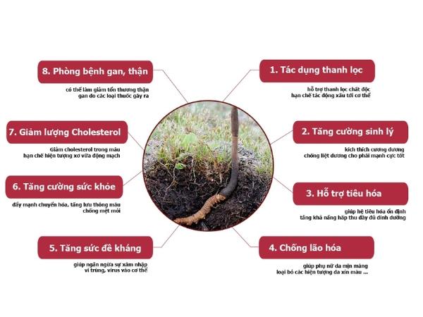 Đông trùng hạ thảo có nhiều tác dụng đối với sức khỏe