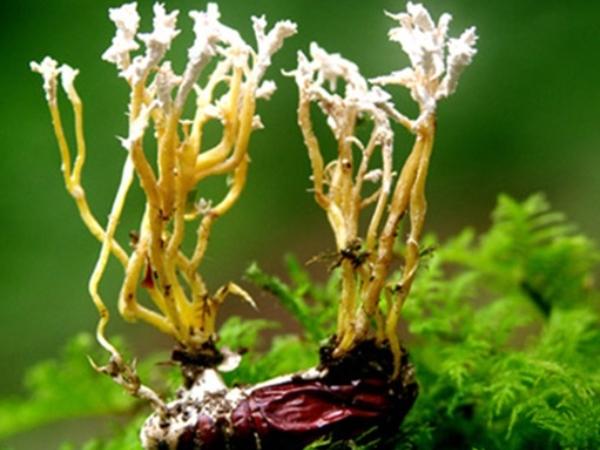 Sự kí sinh của nấm Cordyceps trên ve sầu