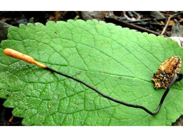 Sự kết hợp của nấm Cordyceps với bọ xít