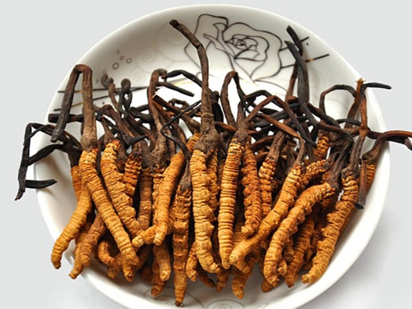 Đông trùng hạ thảo và rối loạn tình dục