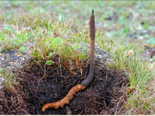Đông trùng hạ thảo là sự kết hợp giữa một loài sâu non và nấm Cordyceps Sinensis