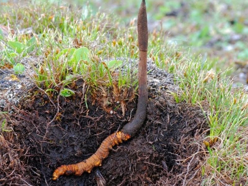 Đông trùng hạ thảo Tây Tạng