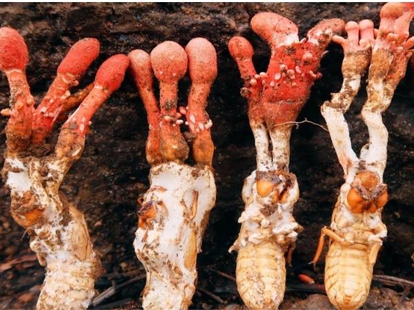 Loài nấm độc Gyrommitrin ký sinh trên ve sầu