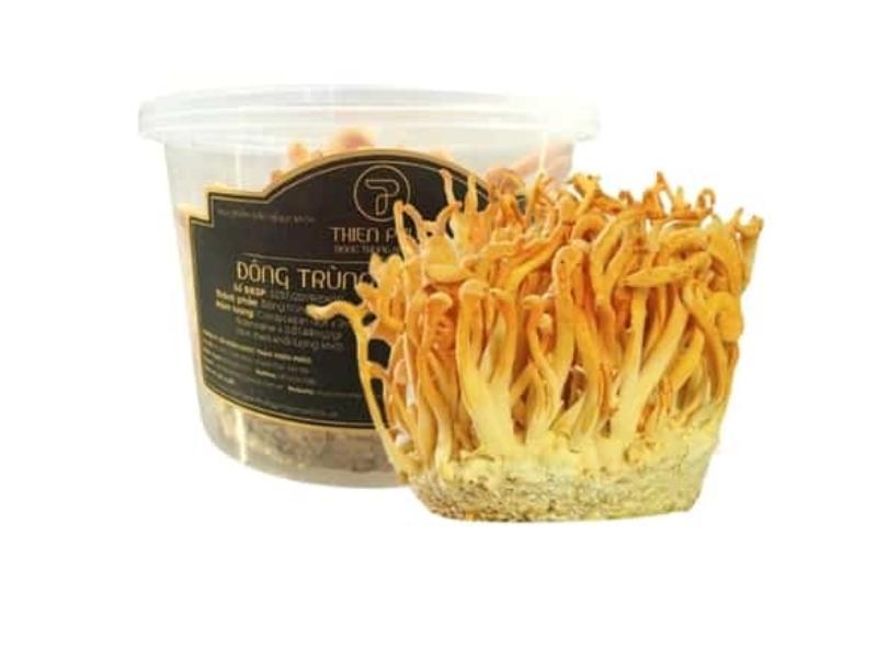 Đông trùng hạ thảo Việt Nam