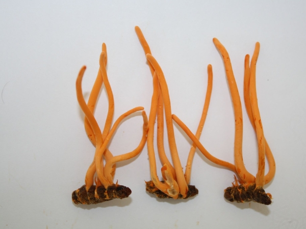 Đông trùng hạ thảo do Việt Nam nuôi cấy