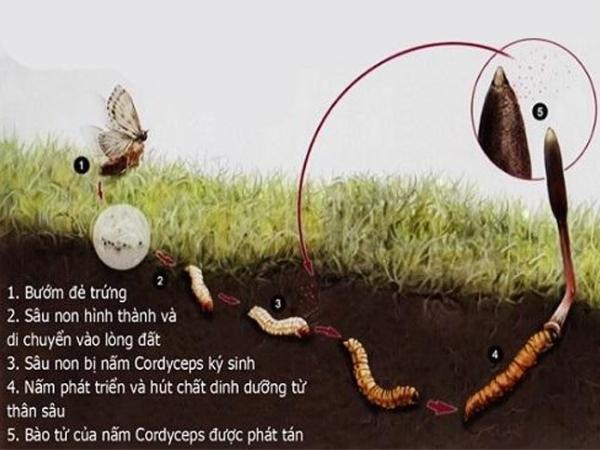 Vòng đời của đông trùng hạ thảo tự nhiên ​​​​​​​