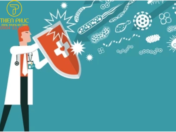 Cordyceps Sinensis có khả năng hỗ trợ hệ miễn dịch