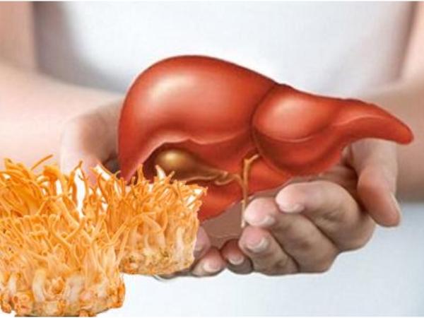 Đông trùng hạ thảo giúp gan đào thải độc tố hiệu quả