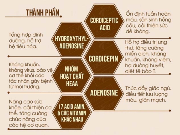 Cordycepin trong Đông Trùng Hạ Thảo Quả Thể Khô Thiên Phúc