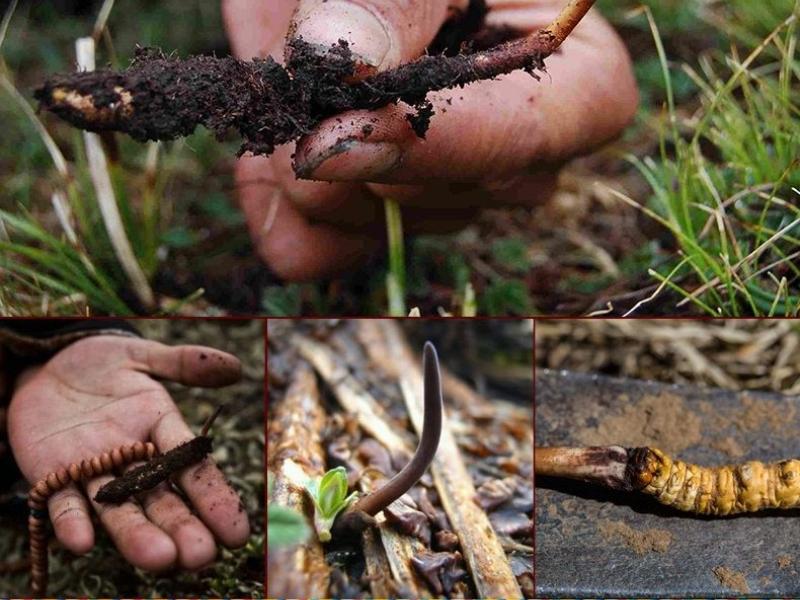 Truyền thuyết về Đông trùng hạ thảo