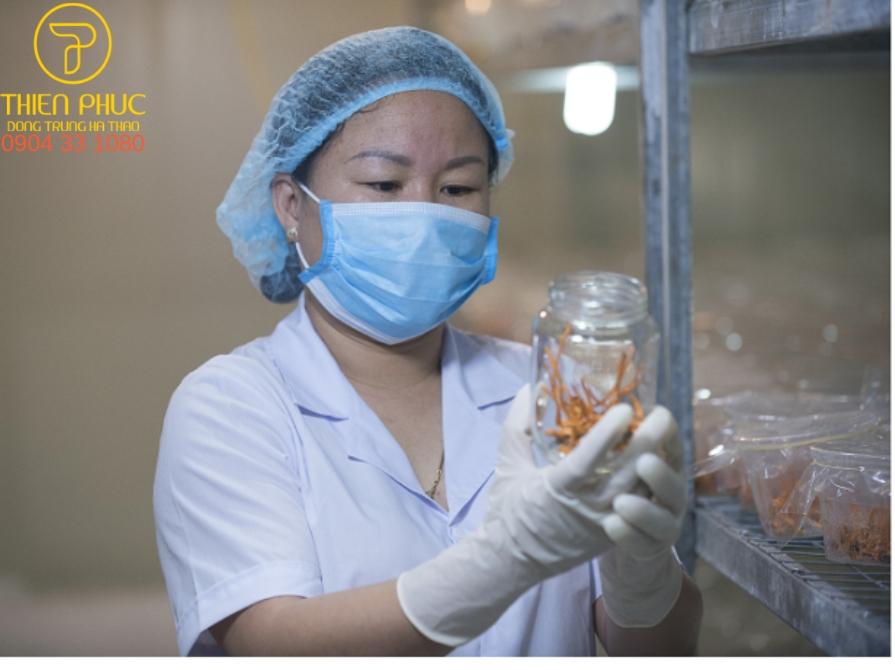 Đông trùng hạ thảo Thiên Phúc đạt tiêu chuẩn GACP-WHO