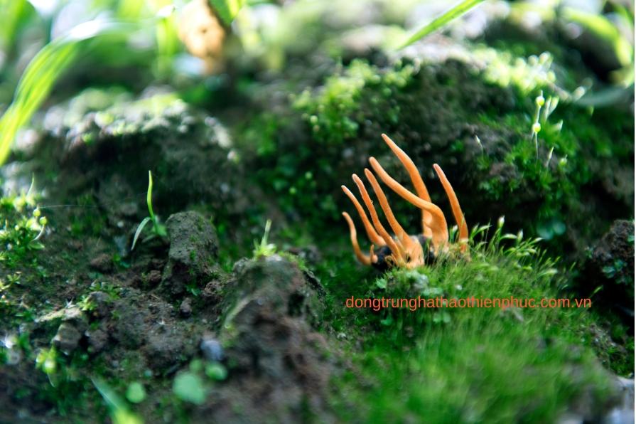 Người cao tuổi sử dụng đông trùng hạ thảo để tăng đề kháng