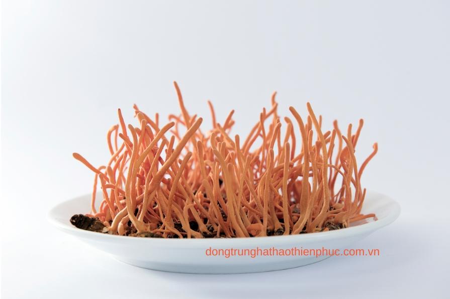Sự khác biệt giữa đông trùng hạ thảo quả thể khô và nguyên con khô