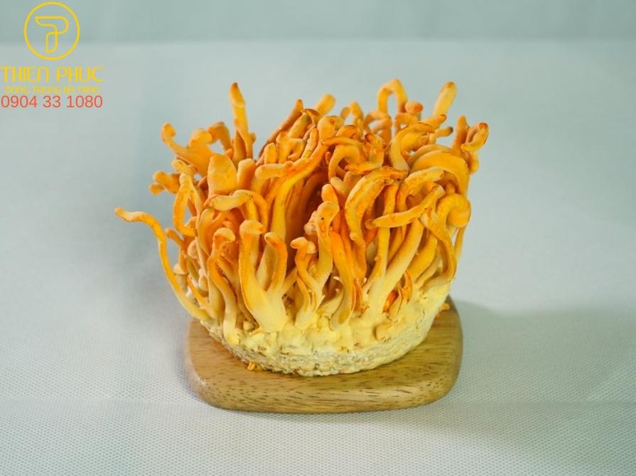 Hướng dẫn sử dụng đông trùng hạ thảo nguyên khối tươi hiệu quả với các phương pháp pha trà, ngâm mật ong, nấu cháo và ngâm rượu