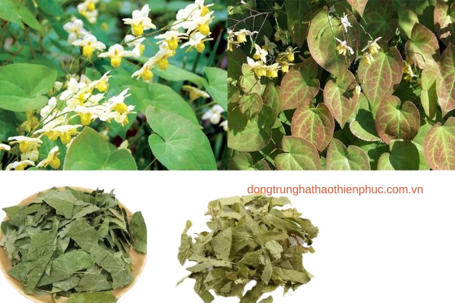 Thảo dược tự nhiên tăng cường sức khỏe sinh lý nam