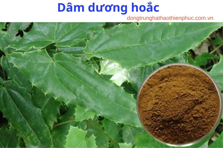 Bột dâm dương hoắc pha nước ấm hoặc thêm vào các món ăn