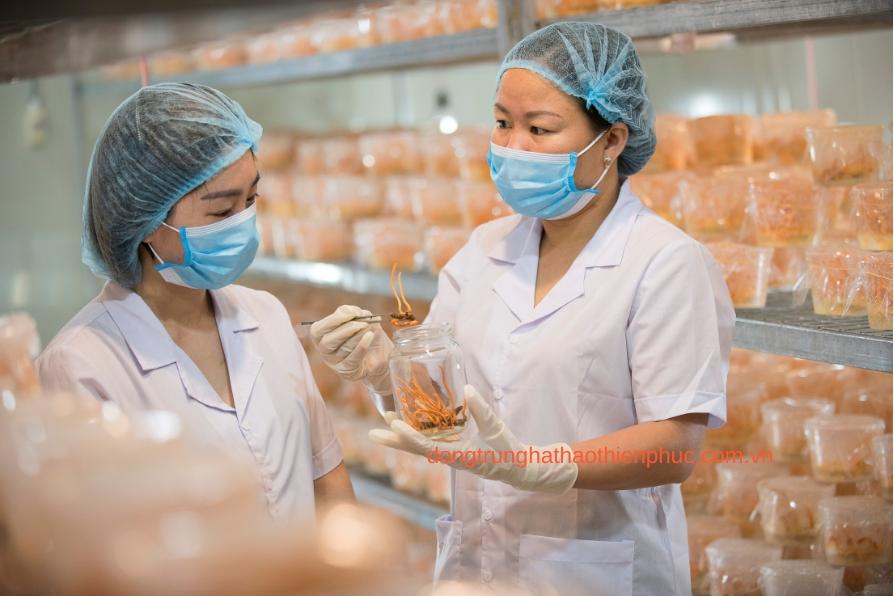Giá các loại đông trùng hạ thảo quả thể khô Thiên Phúc sấy lạnh và sấy đối lưu