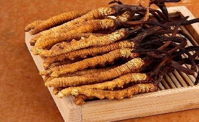 10 sự thật về đông trùng hạ thảo và lợi ích sức khỏe