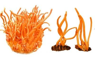 Tại sao đông trùng hạ thảo tốt cho sức khỏe – Lợi ích và công dụng tuyệt vời của dược liệu quý