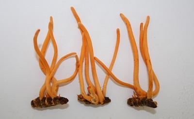 Yếu sinh lý có cải thiện khi dùng đông trùng hạ thảo – Bí quyết tăng cường sinh lý