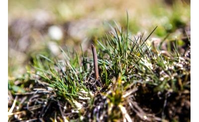 Hình ảnh đi tìm đông trùng hạ thảo ở Trung Quốc – Hành trình khám phá loài dược liệu quý