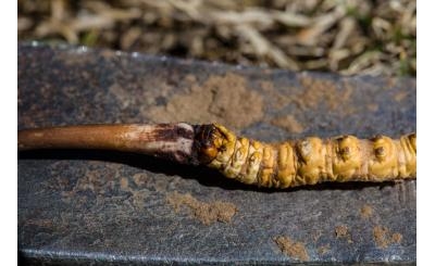 So sánh đông trùng hạ thảo nuôi cấy và đông trùng hạ thảo tự nhiên – Đâu là lựa chọn tốt?