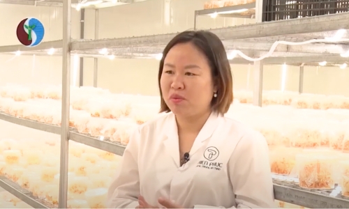 Tọa đàm mở đường cho nấm vàng thương hiệu việt